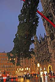 Am Morgen des 12.11.2012 wurde der Christbaum aus Bad Bayersoien aufgestellt (©Fopto:MartinSchmitz)